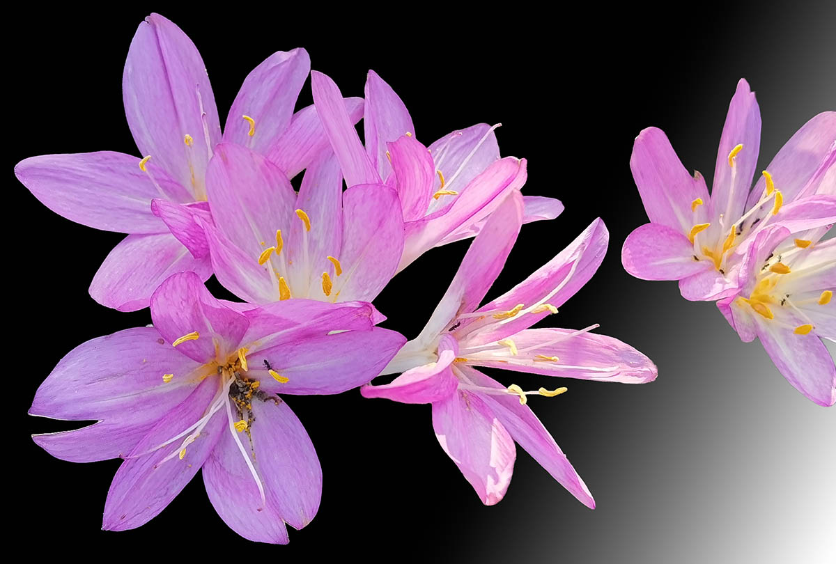 Colchicum speciosum